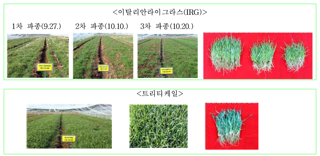 IRG 와 트리티케일 월동 후 사진