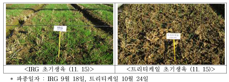 논 이용 IRG, 트리티케일 초기생육 상황