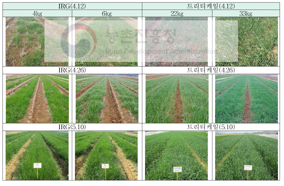 논 이용 IRG, 트리티케일 생육시기별 생육상황