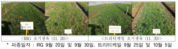 논 이용 IRG, 트리티케일 초기생육 상황