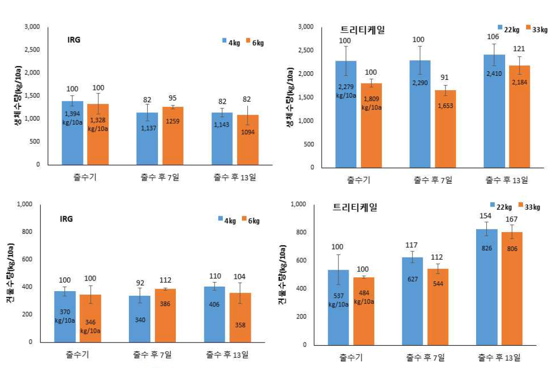 IRG, 트리티케일 수확시기별 수량성 비교