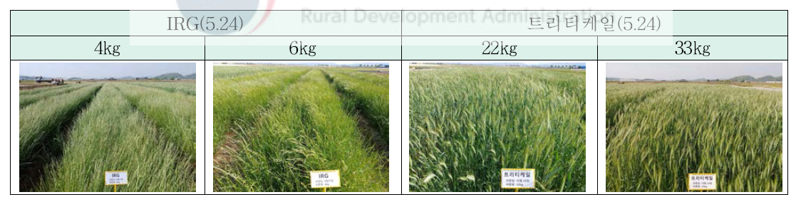 IRG, 트리티케일 수확기 생육 상황