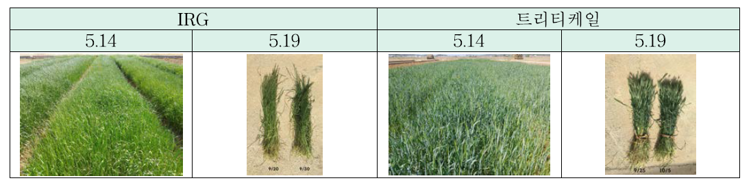 IRG, 트리티케일 수확기 생육 상황