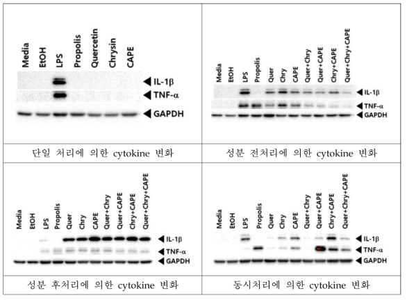 지표 성분 처리에 의한 대식 세포 내 cytokine 변화