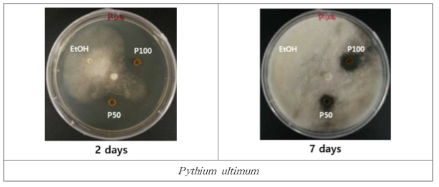 Pythium ultimum 에 대한 기간에 따른 프로폴리스의 항균효과