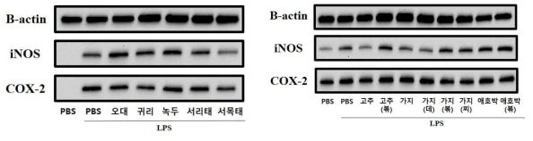 한식 후보소재의 염증반응 단백질 발현 분석 결과