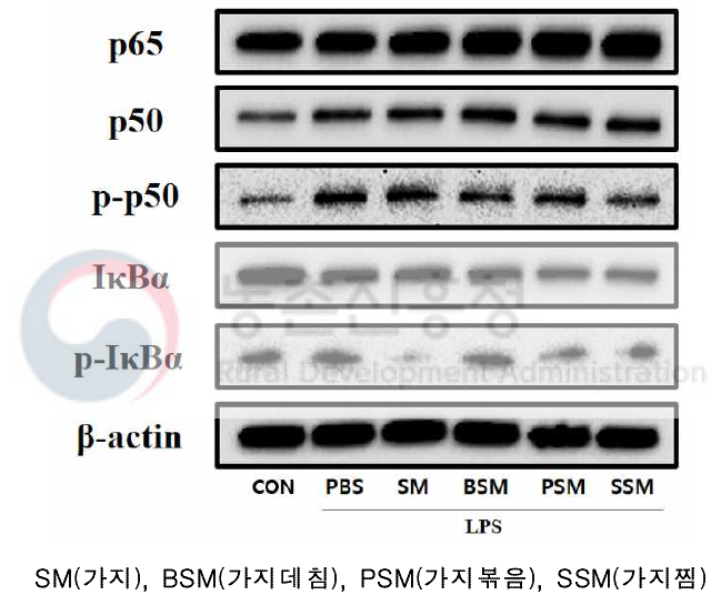 조리방법별 가지의 NF-κB 단백질 발현량 분석 결과