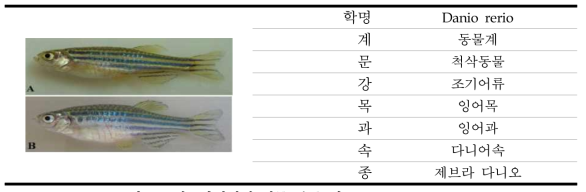제브라피쉬의 생물 분류 정보(A:male, B:female)