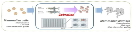 포유동물모델과 상호보완적 평가모델인 제브라피쉬 동물 모델