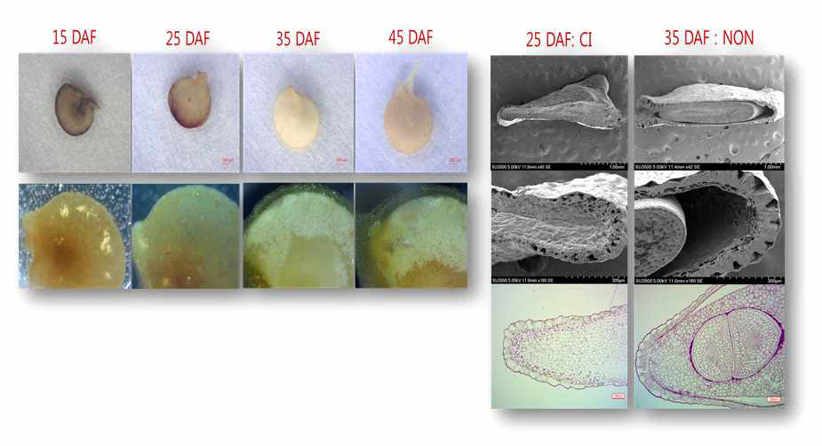 고추 종자 발달단계의 해부학적 분석