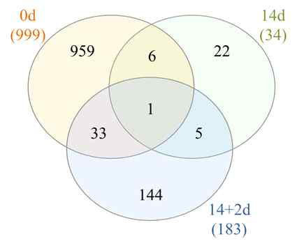 저장기간별 control과 20% CO₂샘플의 pairwise DEG의 Venn Diagram