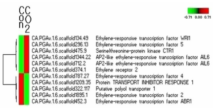 Ethylene activated signaling pathway관련 유전자들이 발현 패턴 분석