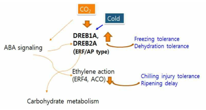 파프리카 CO₂처리에 의한 저온장해 억제 기작 모델