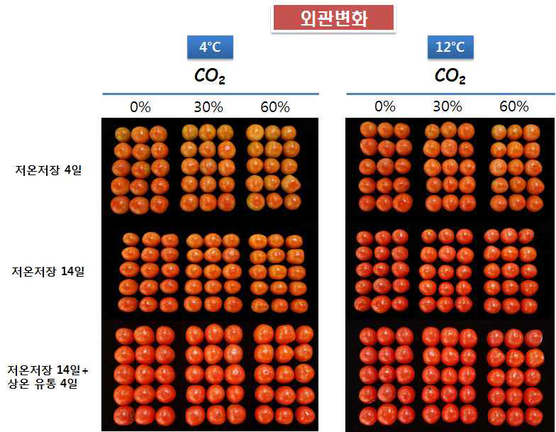 저장 기간 별 CO2 처리 농도에 따른 외관 변화