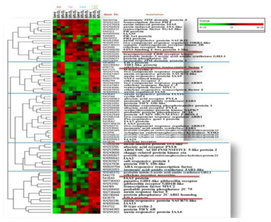 식물호르몬 상호작 용 경로에 관련된 유전자 발현