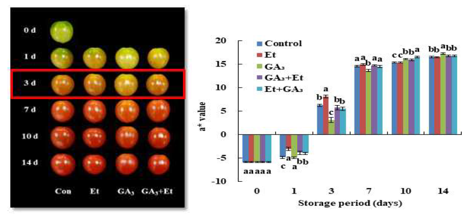 에틸렌과 GA 처리에 따른 방울토마토 과피의 색(a* value) 변화
