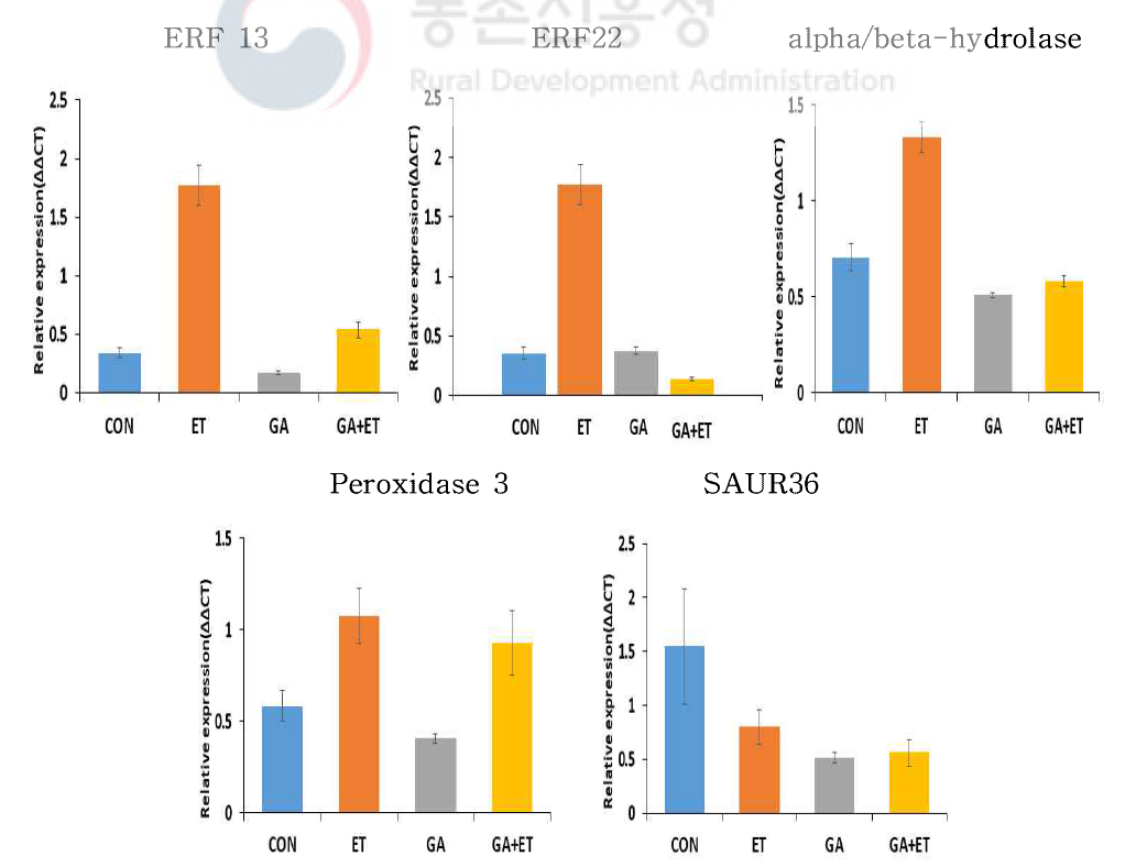 방울토마토 에틸렌과 GA 처리 반응 DEG 발현 검증(RT-PCR)