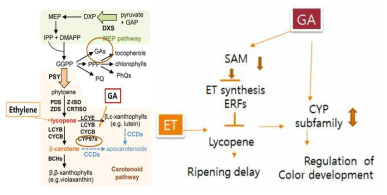 토마토 선도유지에 있어 에틸렌과 GA 상호작용 모델(전사체 기반)