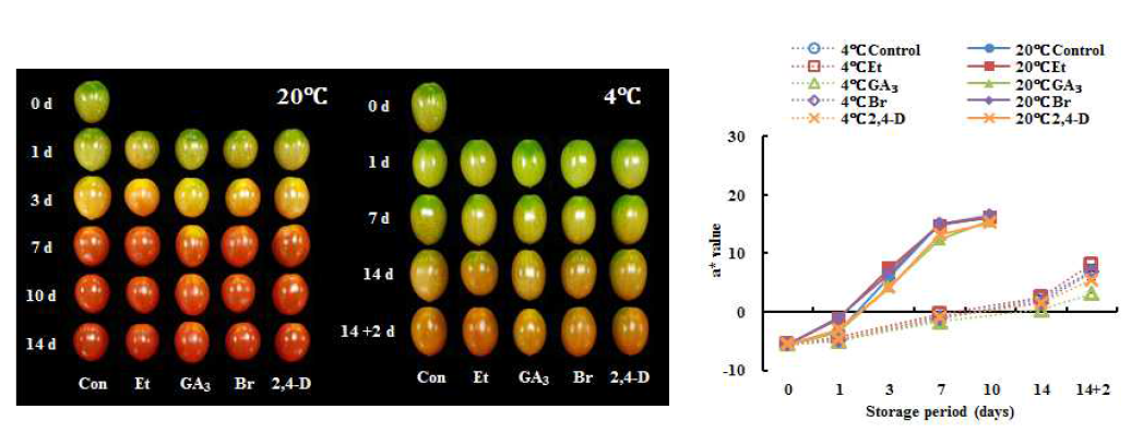 에틸렌, Gibberellin, IAA, Brassinolide 처리구의 방울토마토 과피의 색(a* value) 변화