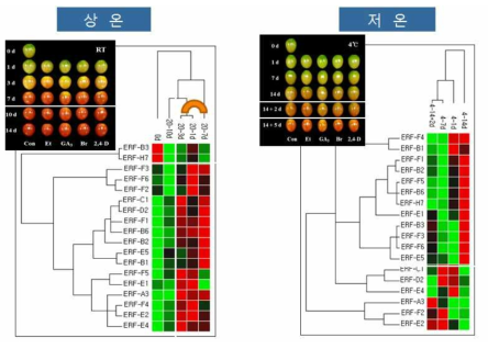 방울토마토 에틸렌 처리구의 ERF genes 의 발현패턴