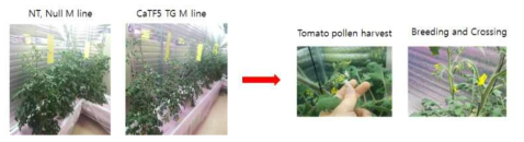 M line 토마토 생육 및 교배