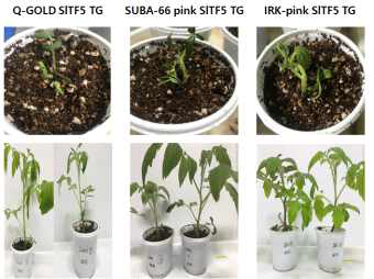 가공용 토마토 계통의 SlTF5 유전자 도입 형질전환체 생성