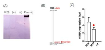 CaTF5가 도입된 M29 TG 토마토의 삽입 위치 분석 및 발현량 비교 A: M29 TG 라인의 southern blot , B: 유전자 삽입 위치 모식도, C: 발현량 조사