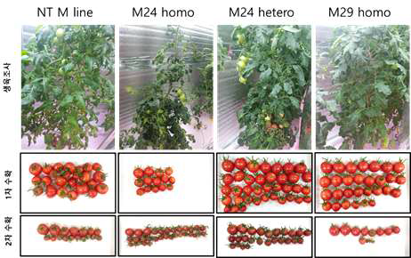 NT M line 및 CaTF5 TG M line 토마토 수경재배