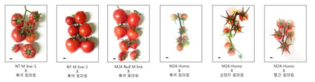M line 토마토와 일반 토마토가 교배된 토마토 과실 수확