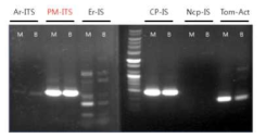M line 토마토와 흑색 토마토의 ITS, cpIS PCR 사진 M: M line (모본), B: 흑색 토마토 (부본), Tom-Act: 토마토 actin (양성 대조군)
