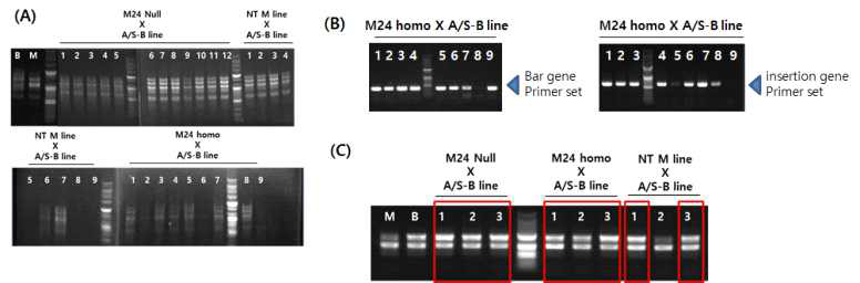 CaTF5 M line과 일반 토마토 계통을 교배한 자녀세대 genotype 조사 A: OFR A-09 primer를 이용한 genotype 조사, B: M24 line 특이적인 primer를 이용한 genotype 조사, C: OFR A-13 primer를 이용한 genotype 조사. M: M line, B: A/S-B line, NT: non-transgenic line