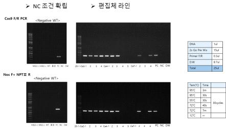 운반체 DNA(Cas9, NPTII) PCR 검정조건 확립