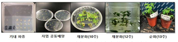 Agrobacterium 기반 유전자 편집 및 재분화 과정(일부)