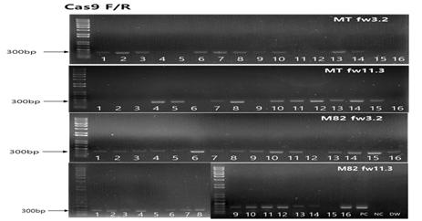 운반체DNA의 PCR 검정 결과(일부)