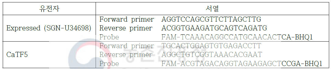 토마토에서의 CaTF5 유전자 발현 정도 확인을 위한 qRT-PCR primer/probe