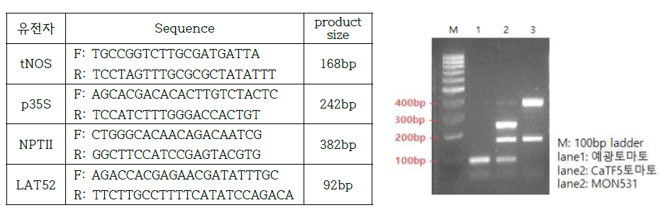 토마토의 유전자변형 여부를 검정하기 위한 다중 PCR 마커
