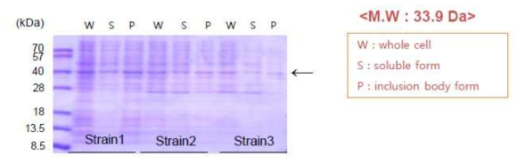 pColdDNA::CaTF5 vector를 이용한 CaTF5 단백질 발현 확인 (15℃, 24hr)