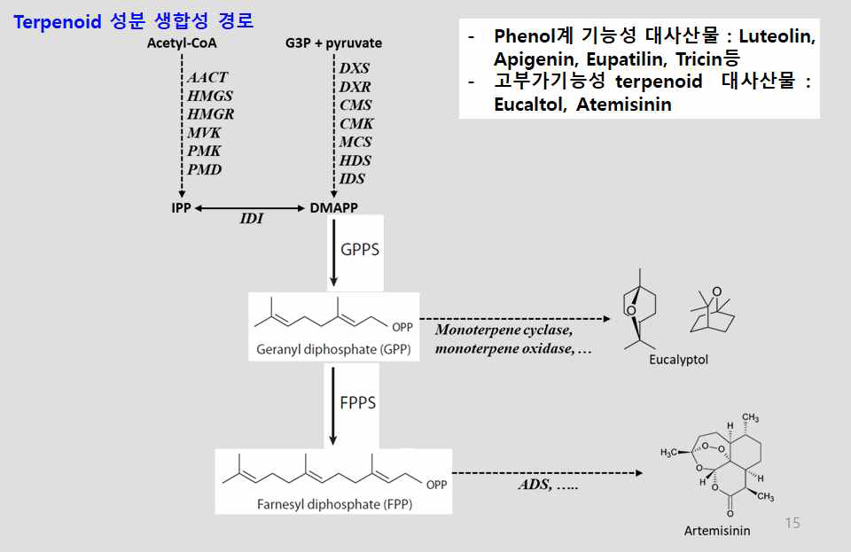 Artemisinin 생합성 경로 모식도