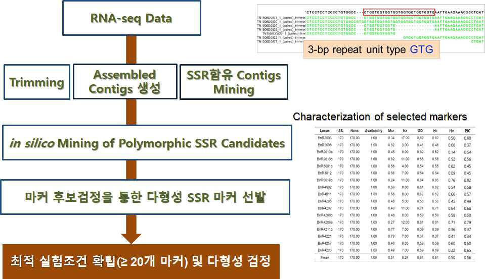 전사체 대사체 분석결과를 연계한 SSR마커 개발