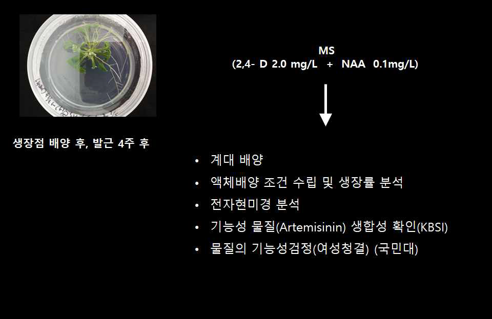 쑥 줄기세포 배양용 호르몬 조건 설정(종, 농도)