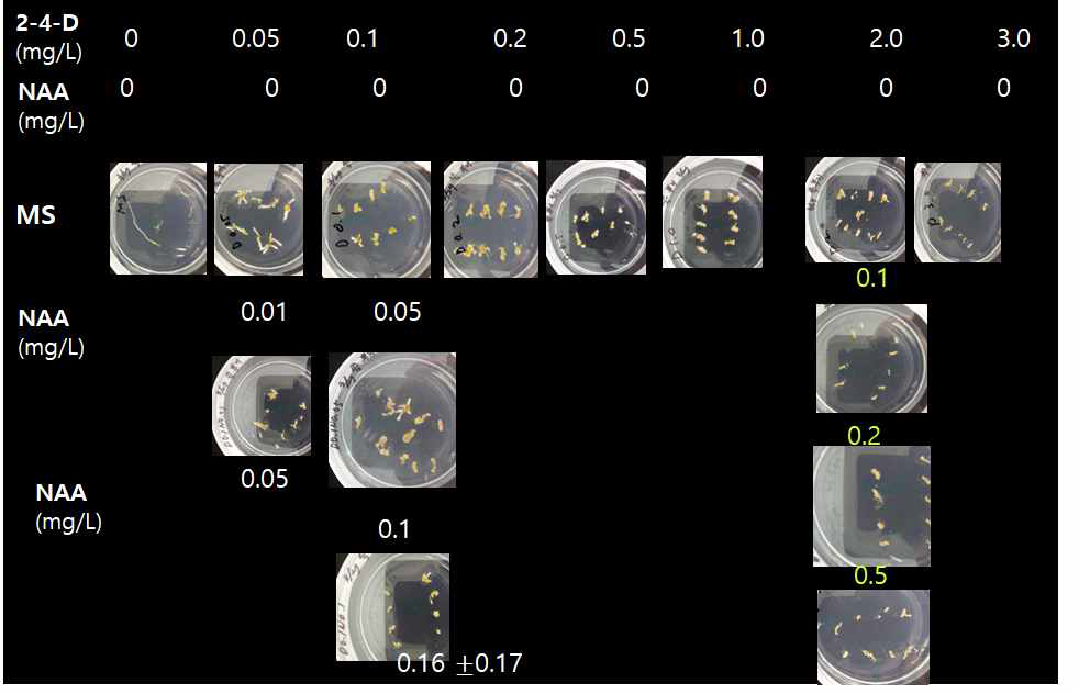 인진쑥 뿌리 유래 callus 유도 호르몬조건 설정(종류, 농도)