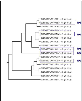 Glycosyltransferases Phylogenomic analysis