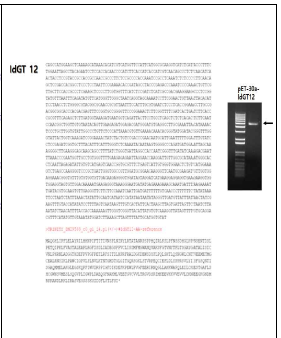 Glycosyltransferases 효소의 유전자 및 아미노산 서멸 및 DNA분리