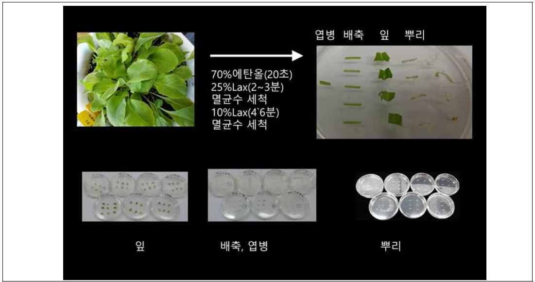 씀바귀 체세포 배(Somatic embryogenic cell) 배양