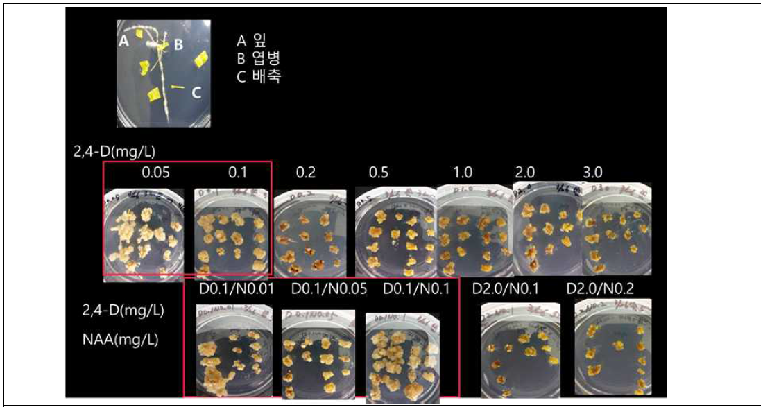 씀바귀 체세포 배(Somatic embryogenic cell) 배양