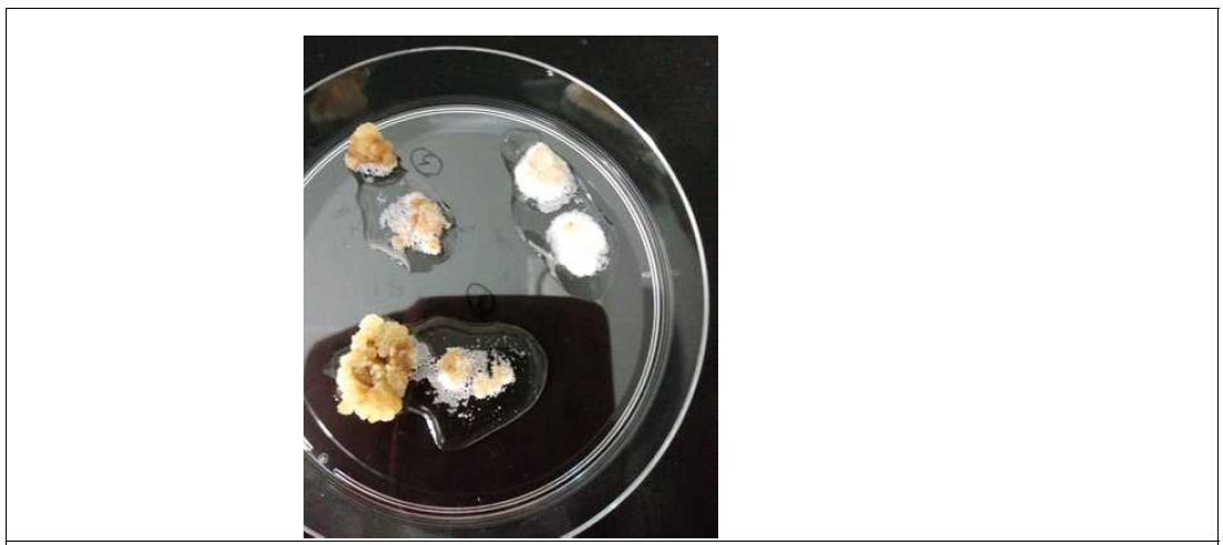씀바귀 형성층 유래 배아줄기세포 확인 (과산화수소수 반응)