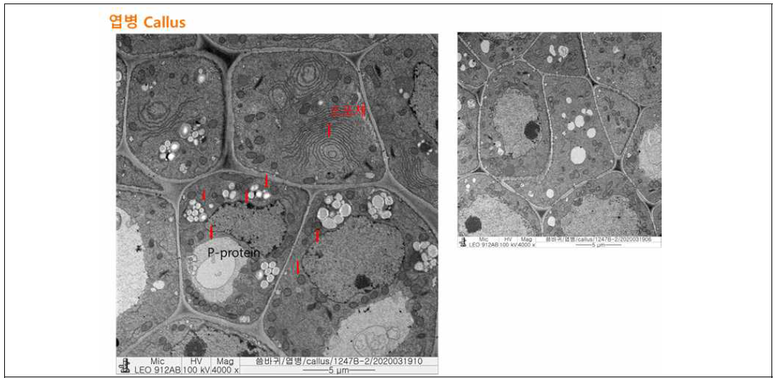 씀바귀 체세포배 전자현미경 분석