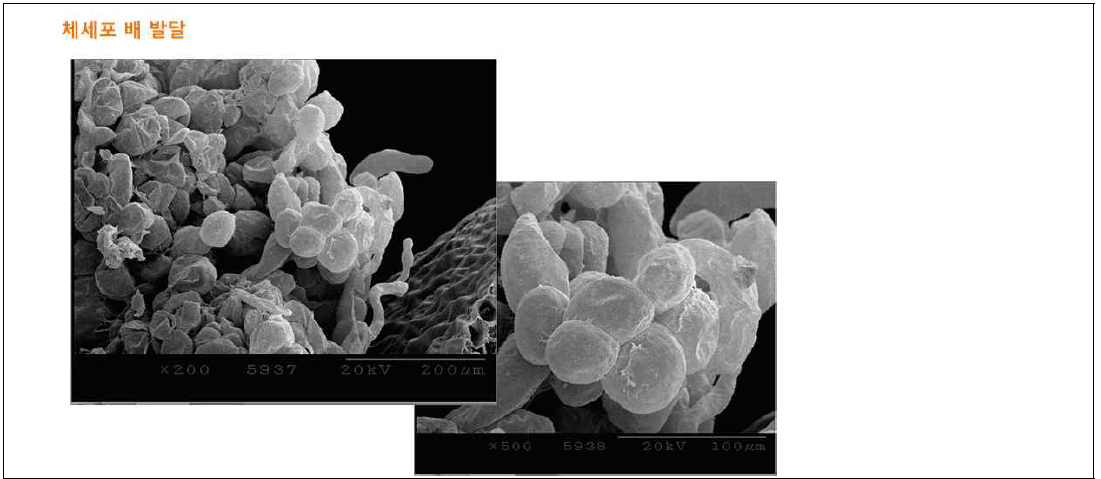 씀바귀 체세포 배 전자현미경(SEM)분석