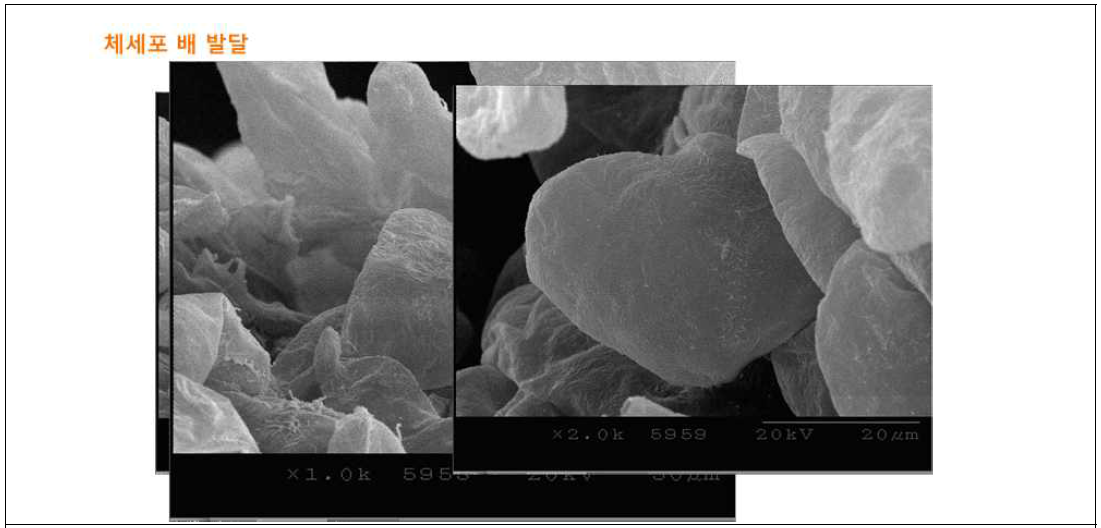 씀바귀 체세포 배 전자현미경(SEM)분석