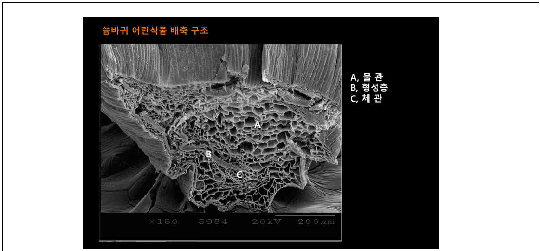 씀바귀 체세포 배 전자현미경(SEM)분석